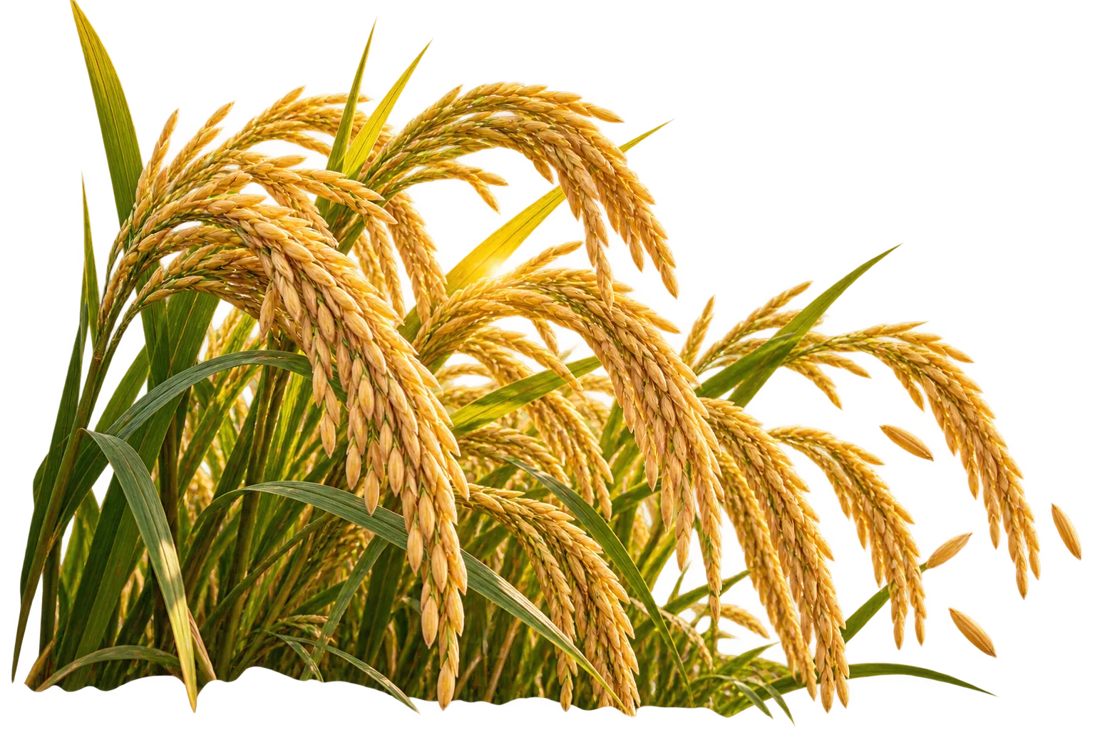 Indian rice fields